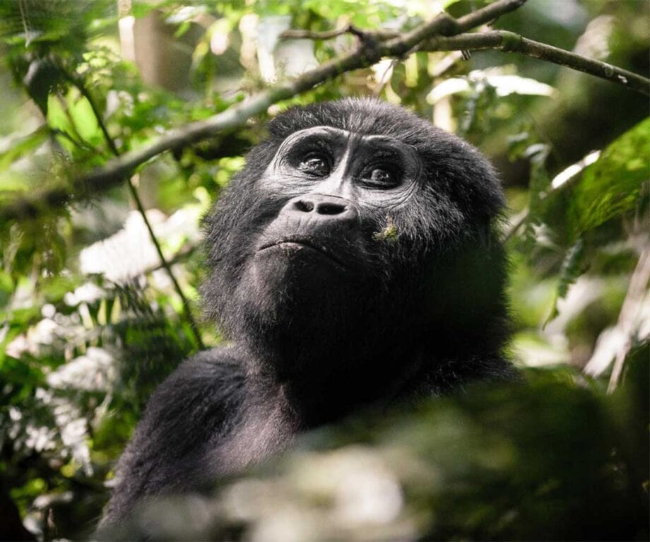 The top 5 luxury lodges in Uganda for wildlife encounters like no other Sanctuary gorilla