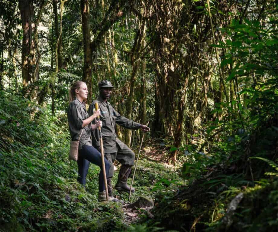 The top 5 luxury lodges in Uganda for wildlife encounters like no other Sanctuary gorilla trekking