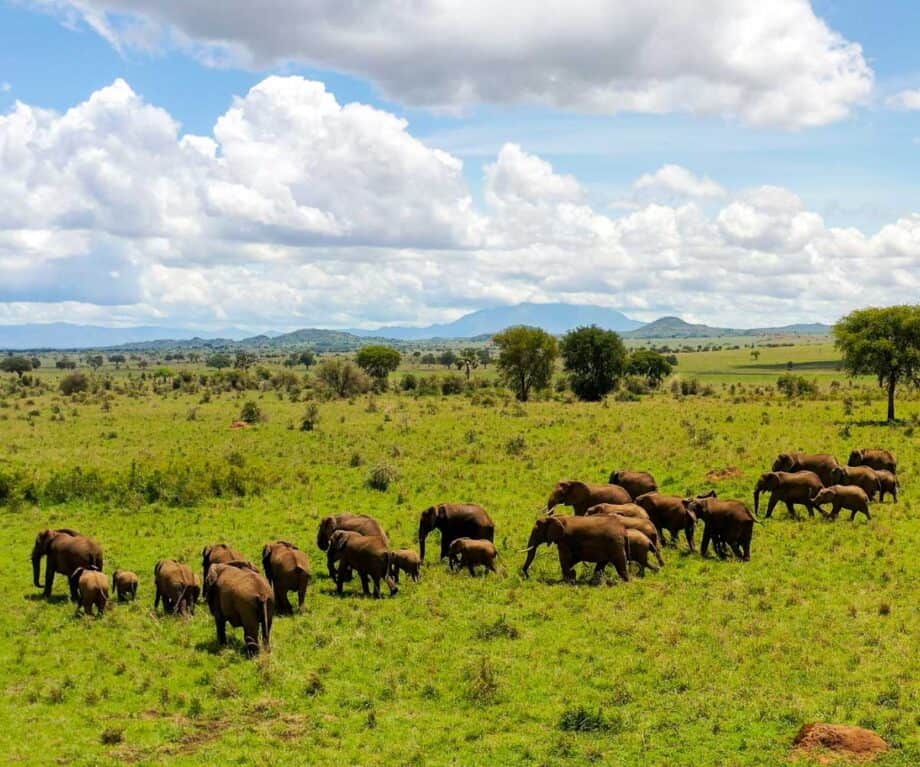 The top 5 luxury lodges in Uganda for wildlife encounters like no other Uganda general 2 1