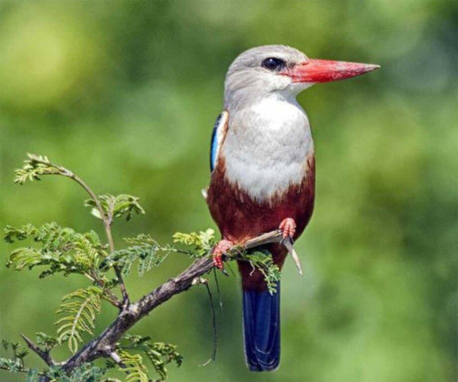 The top 5 luxury lodges in Uganda for wildlife encounters like no other Volcanoes Biwindi bird