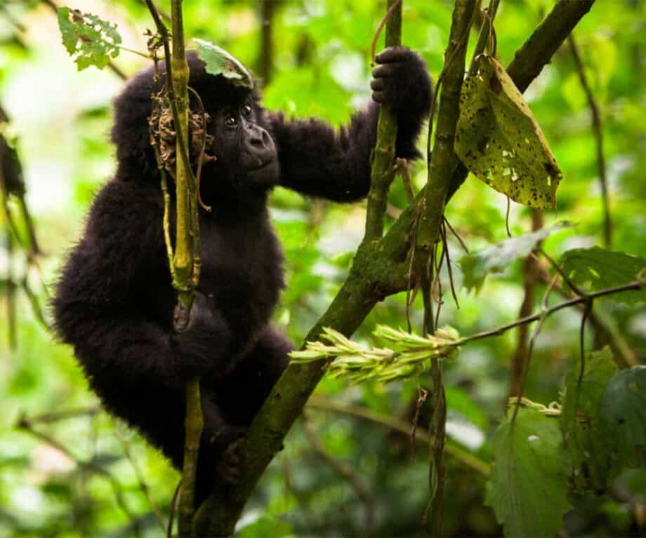 The top 5 luxury lodges in Uganda for wildlife encounters like no other Volcanoes Biwindi gorilla