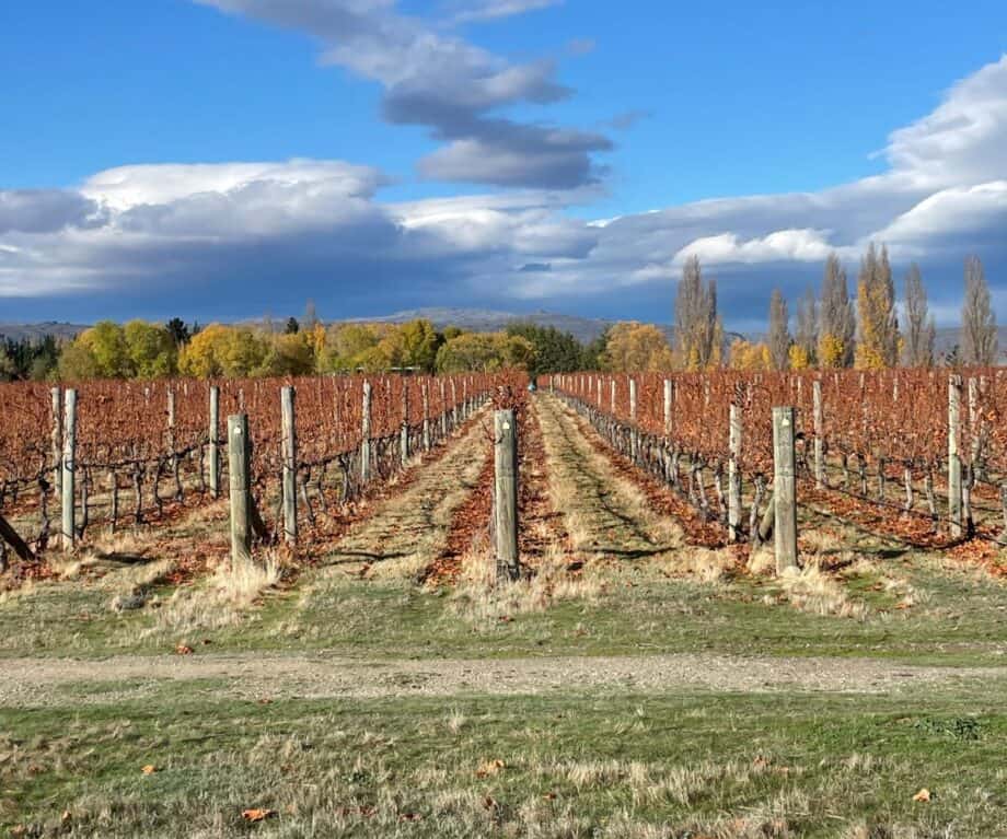 Central Otago vineyard autumn