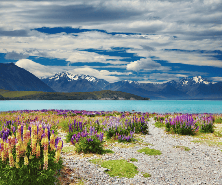 The quiet comfort of Wild New Zealand