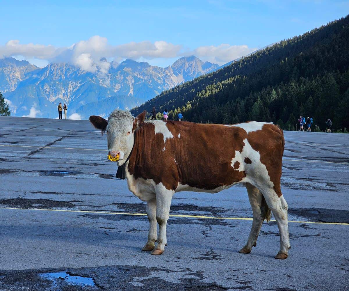 Hochtennbodensteig Is the Innsbruck Hike for Families Ready for Real Alpine Terrain