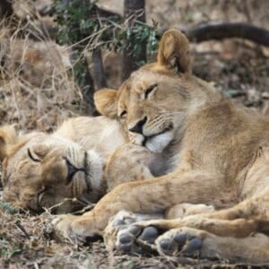 Lions sleeping seen by guest in Hwange National Park
