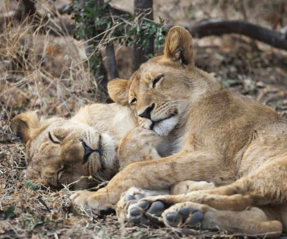 Lions sleeping seen by guest in Hwange National Park