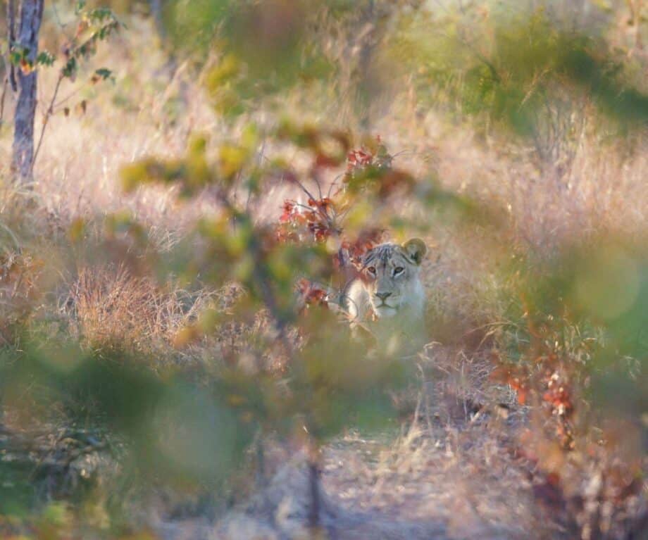 Where to see lions in Northern Hwange National Park
