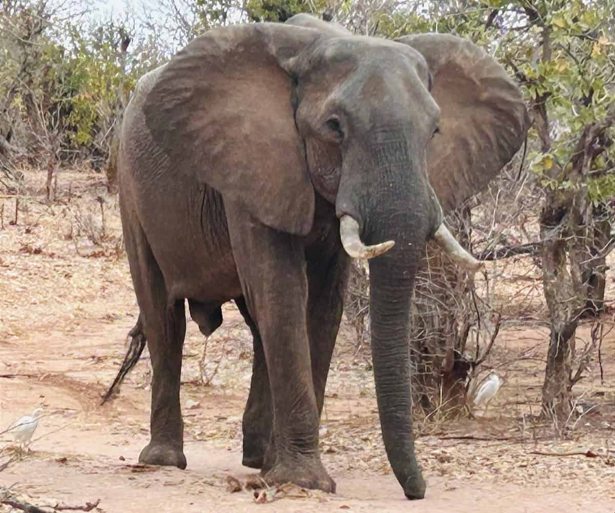 CroisiAfrica’s Safari Cruise Reaches Lake Kariba and Victoria Falls