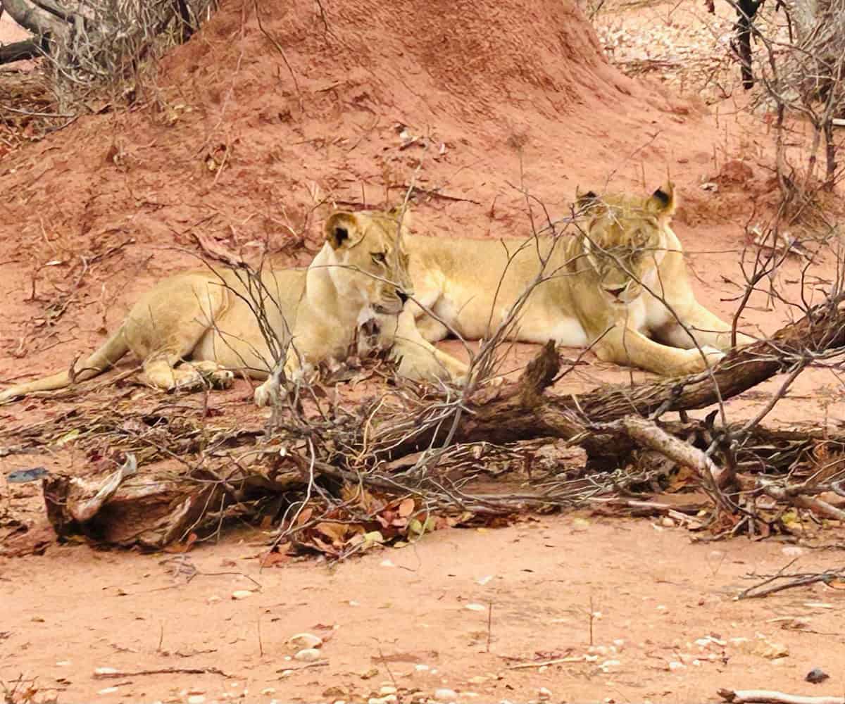 CroisiAfrica’s Safari Cruise Reaches Lake Kariba and Victoria Falls