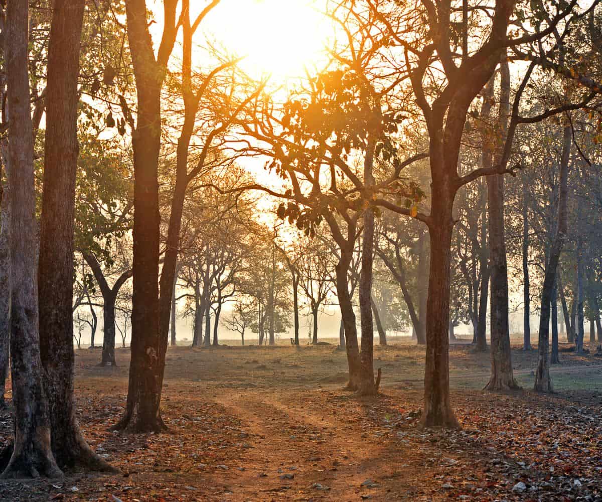 India’s Quieter Wildlife Safaris Beyond Ranthambore