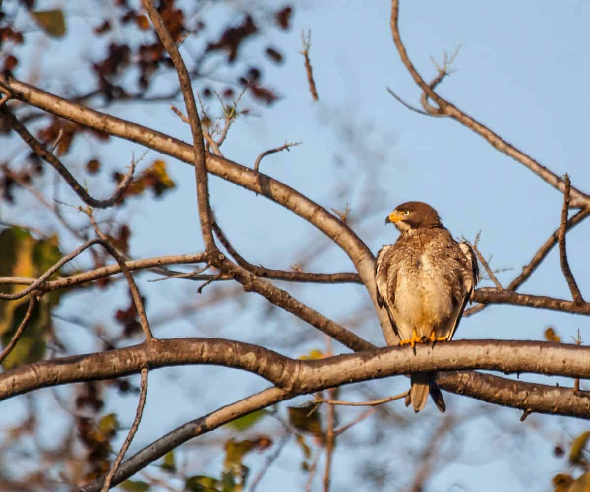 India’s Quieter Wildlife Safaris Beyond Ranthambore