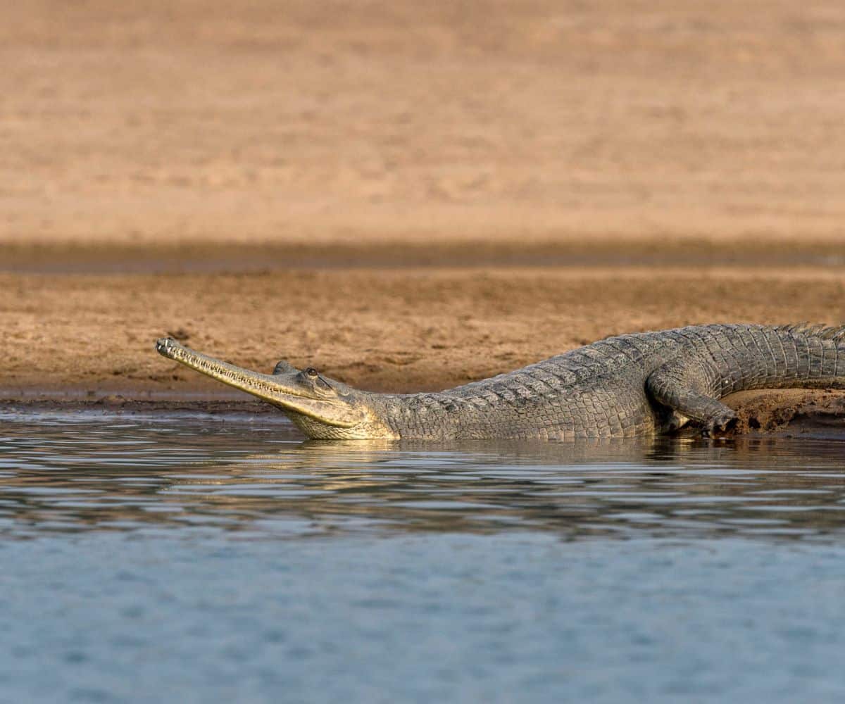 India’s Quieter Wildlife Safaris Beyond Ranthambore