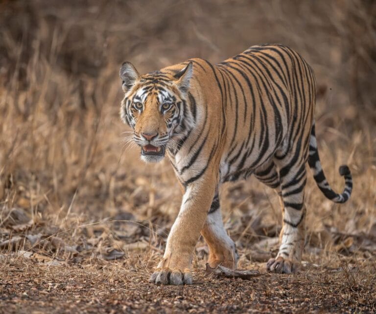 Beyond Ranthambore: Quieter wildlife experiences in India