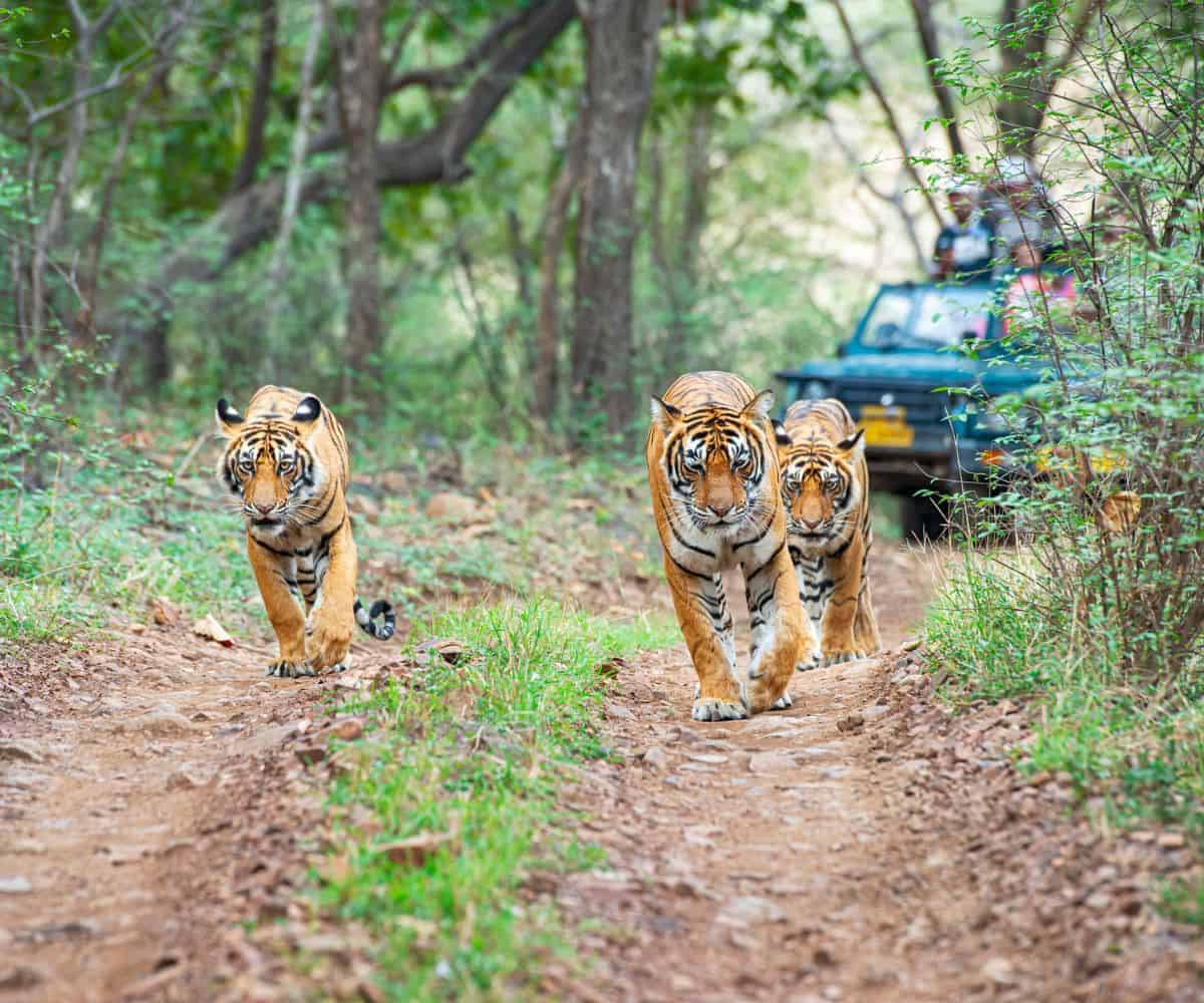 India’s Quieter Wildlife Safaris Beyond Ranthambore
