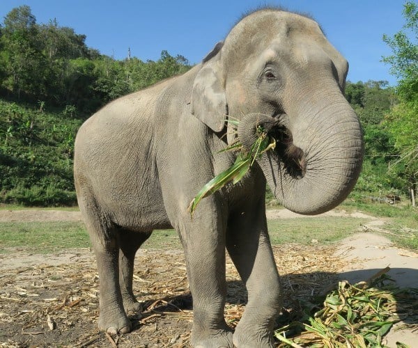 elephant sanctuary thailand